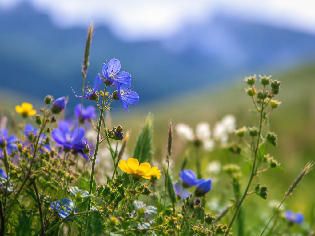 Alpenblumen auf einer Bergwiese